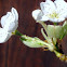 Pear blossoms