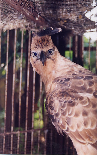 Elang Jawa (Spizaetus bartelsi)