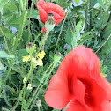 Field Poppy