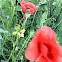 Field Poppy
