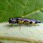 Jewel beetle