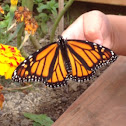 Monarch Butterfly