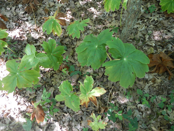 Spotting Image 1