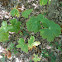Mayapple