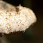 Tinder Fungus