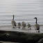 Canada Goose