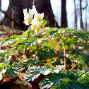Dutchman's Breeches