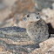 Pika