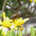Hoverfly