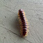 Flat-Backed Millipede