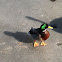 Mallard Duck (male)