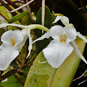 Fragrant Trichopilia