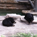 Black Bear