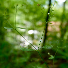 sweet woodruff, Waldmeister