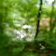 sweet woodruff, Waldmeister