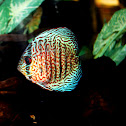 Discus