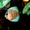 Discus