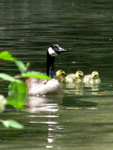 Spotting Image 1