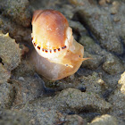 Casmaria ponderosa