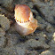 Casmaria ponderosa