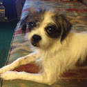 Mutt