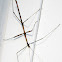 Common Walkingstick or Northern Walkingstick (Diapheromera femorata)