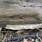 Shelf or Bracket Fungus