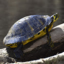 Yellow-bellied Slider