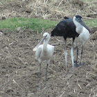 Eurasian Spoonbill