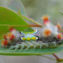 Mottled cupmoth