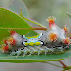 Mottled cupmoth