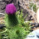 Bull Thistle