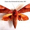 Scare Velvet Hawkmoth