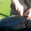 Blackfin tuna