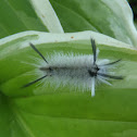 Spotted Apatelode Nymph
