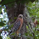 Red-shouldered Hawk