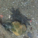 Purple shore crab