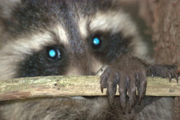 Spotting Image 1