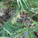 Plants and bugs