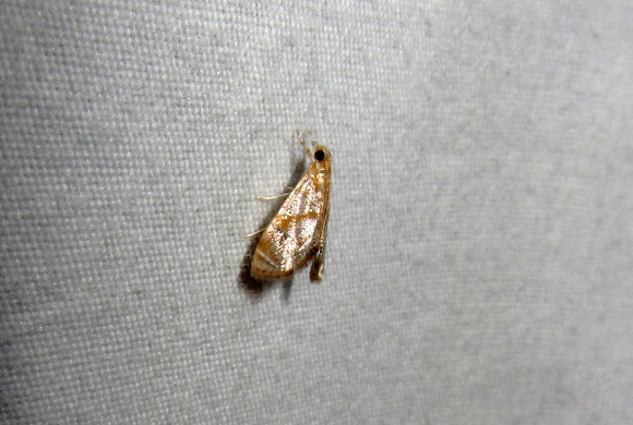 Spotting Image 1