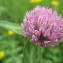 Red Clover