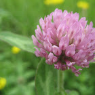 Red Clover