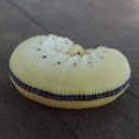 Elm Sawfly larva