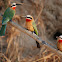 White-fronted Bee-eater