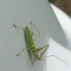 Assassin bug nymph