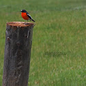 Flame Robin