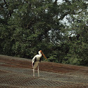Migratory bird.