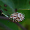 Purpur-Baumwanze (Carpocoris purpureipennis)