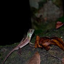 Sri Lankan Kangaroo Lizard