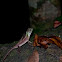 Sri Lankan Kangaroo Lizard